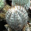 Copiapoa_columna_alba_3
